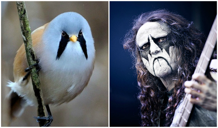 Усатая синица: птица, которая по мнению Интернета, выглядит как участница норвежской метал-группы