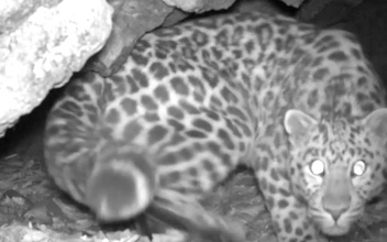 Любопытный леопард попался в пещерную фотоловушку