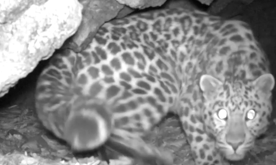 Любопытный леопард попался в пещерную фотоловушку