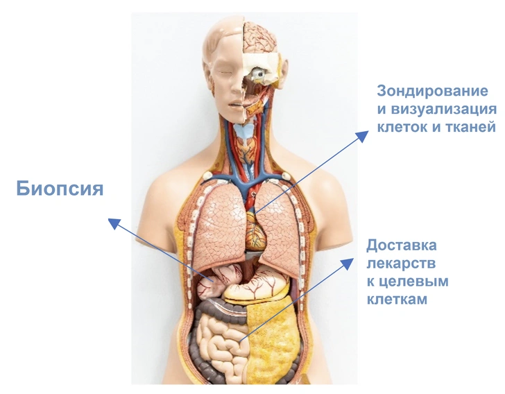 Агенты внедрения: 10 фактов о том, как устроены нанороботы и на что они способны