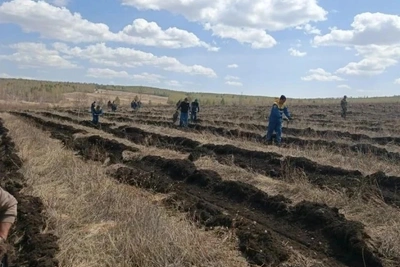 В Александрово-Заводском округе высадили 40 тысяч саженцев сосны