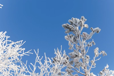 Арктический холод в Алтайском крае в январе 2026 года