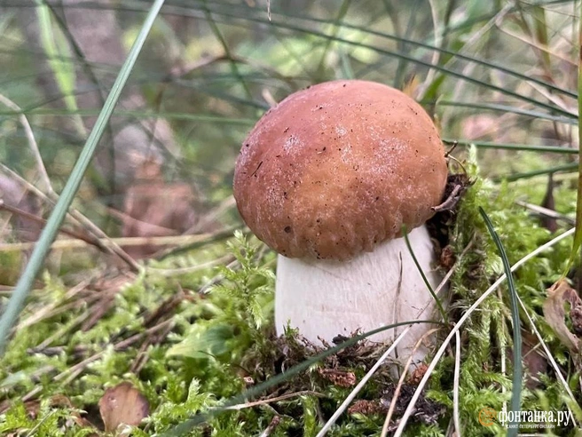 «121 боровик и море опят»: петербуржцы идут в лес и возвращаются с полными корзинами | Источник: Алёна Ковкова