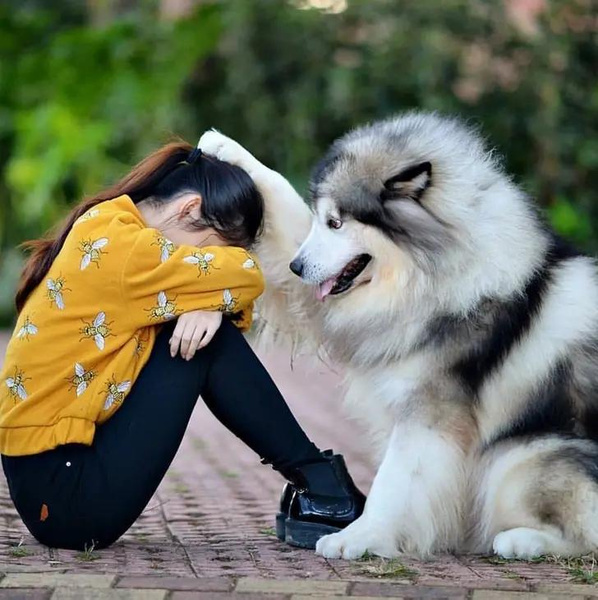 трогательные фото с собаками