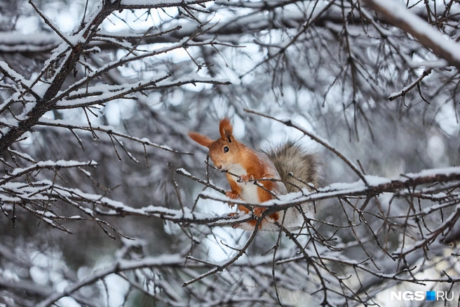 Ветки деревьев тоже засыпало снегом | Источник: Александр Ощепков / NGS.RU