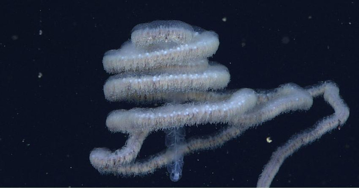 Океанологи засняли в море 47-метровую хищную сифонофору