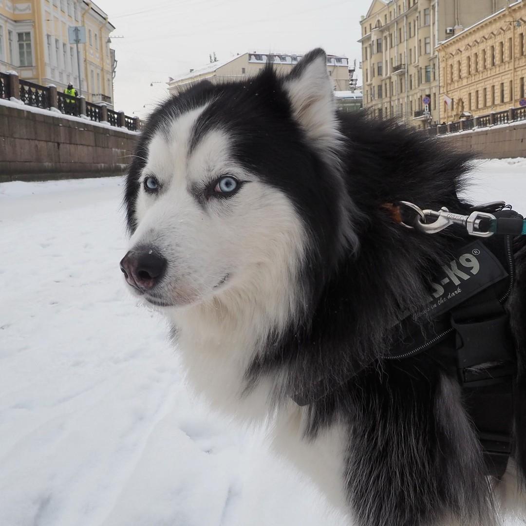 Владельцу хаски, которые разорвали лицо 9-летнему мальчику, вынесли приговор в Сочи
