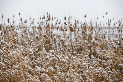 Прогноз погоды в Ростовской области на 17 декабря