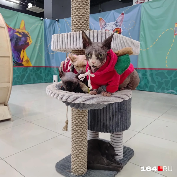 Источник: Сергей Гендин / 164.RU