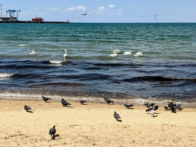Купаться нельзя, но даже гулять по песчаным пляжам Анапы — одно удовольствие. Здесь нет заборов на берегу, как в Сочи | Источник: Оксана Витязь