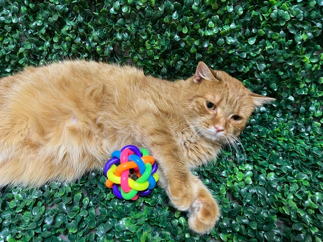 Фортран оказался ручным и нежным котом | Источник: Ярмарка-раздача День Хвоста | Новосибирск&nbsp;/ «ВКонтакте»