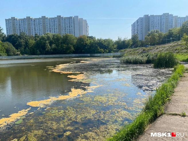 Москвичи пожаловались на сливы химикатов в пруд парка Кузьминки | Источник: Иветта Авраамова / MSK1.RU