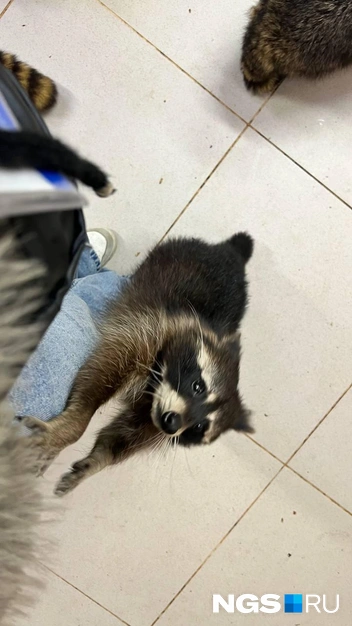 Еноты в общем зале стремятся к людям | Источник: Настасья Медведева / NGS.RU