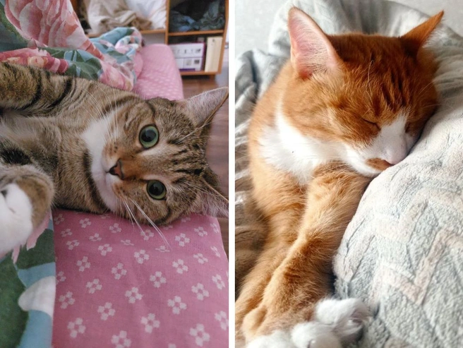 Даже в доме без отопления с котом кажется уютнее. | Источник: Марина / Анна