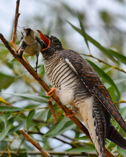 Крылатые волжане: фотограф-орнитолог показывает повседневную жизнь птиц в большом городе