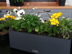 Что посадить на балконе: видеоурок на Woman.ru