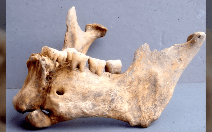 Обнаружены останки воина с «золотой» челюстью