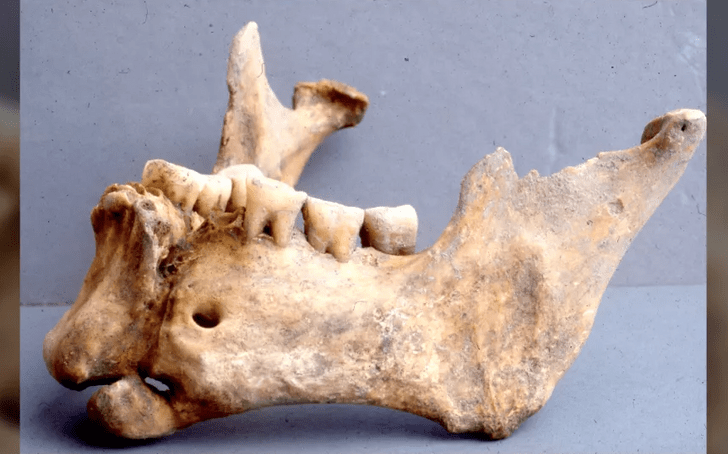 Обнаружены останки воина с «золотой» челюстью