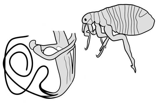 Можно только позавидовать: удивительные гениталии насекомых, которые вдохновляли художников