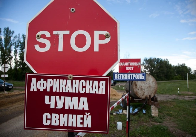 Под Спасском зарегистрирована вспышка вируса АЧС | ya62.ru