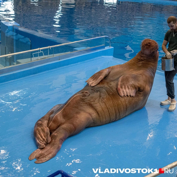 Источник: Елена Буйвол / VLADIVOSTOK1.RU