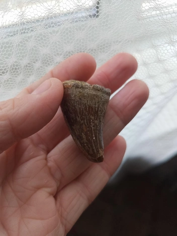 Зуб мозазавра | Источник: Юлия Тузова / Vk.com