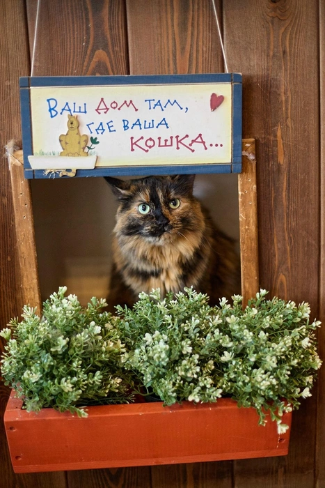 Сейчас Даяне около 8 лет | Источник: Котейня «ЧуКОТка» | котокафе Самара 