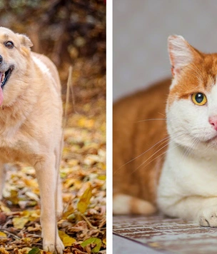 Котопёс недели: кот Бродяга и собака Таша