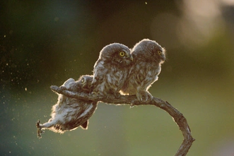 Источник: Comedy Wildlife Photography Awards
