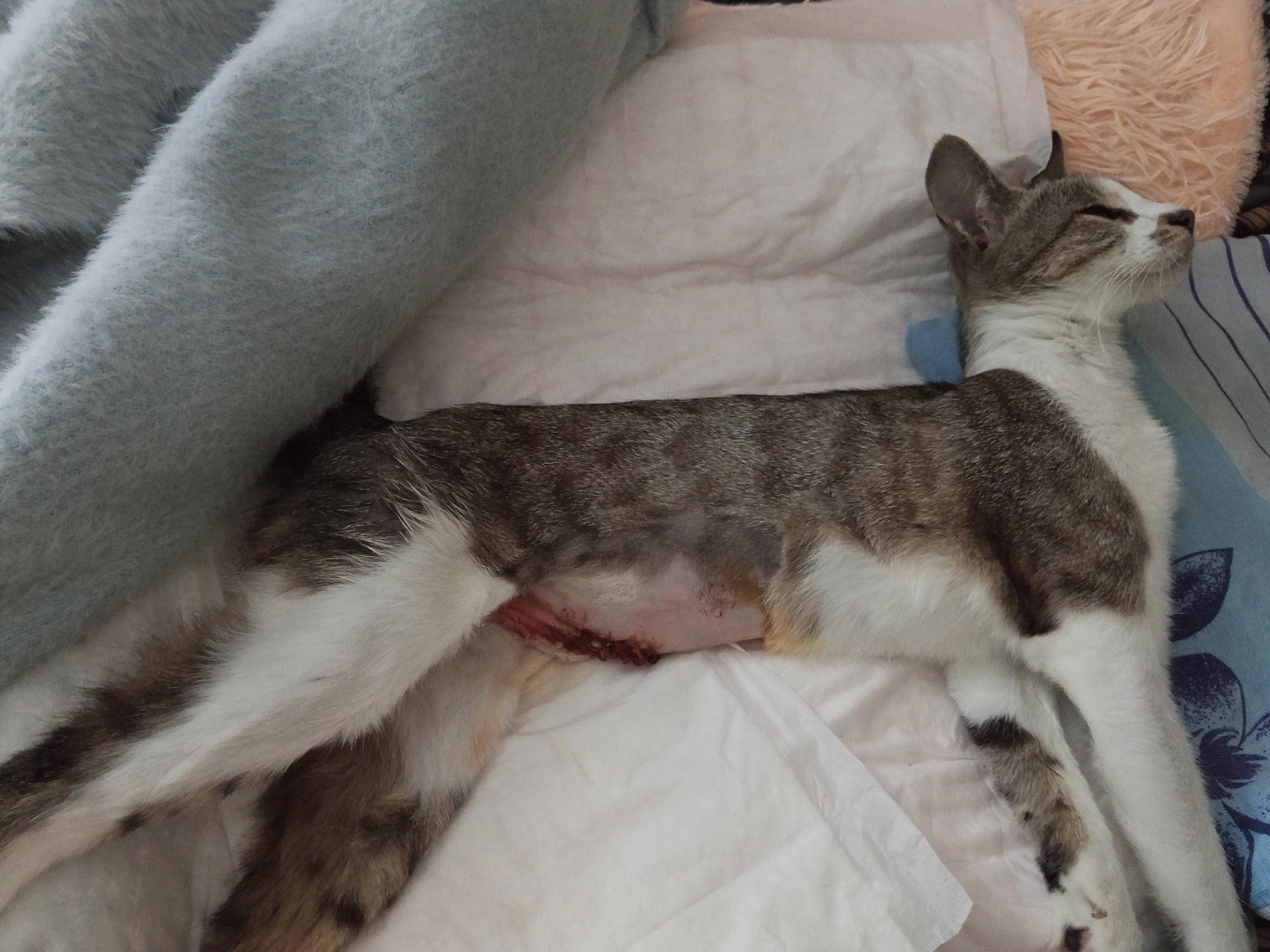 Две кошки погибли, одна в тяжелом состоянии: в Кокуе пожаловались на работу сретенских ветеринаров