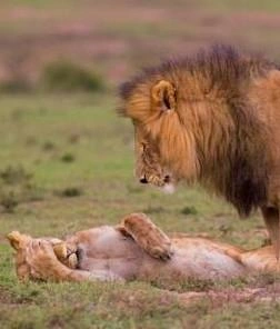 12 самых смешных фото львов за всю историю комического конкурса Comedy Wildlife Photography Awards