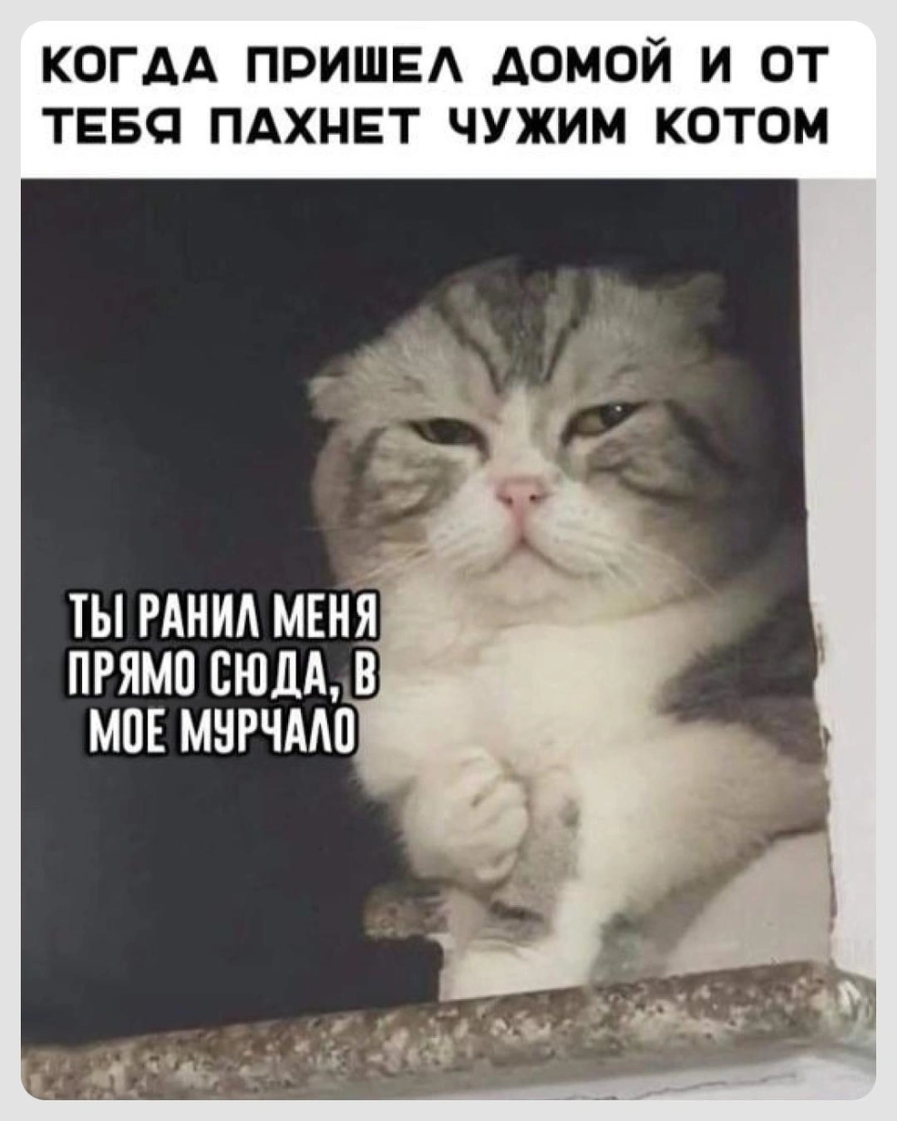 Так выглядит предательство в глазах котов | Источник: Городские медиа