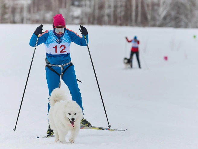 Дисциплины включают гонки на лыжах и езду в упряжках. | Источник: Александр Ощепков / NGS.RU 