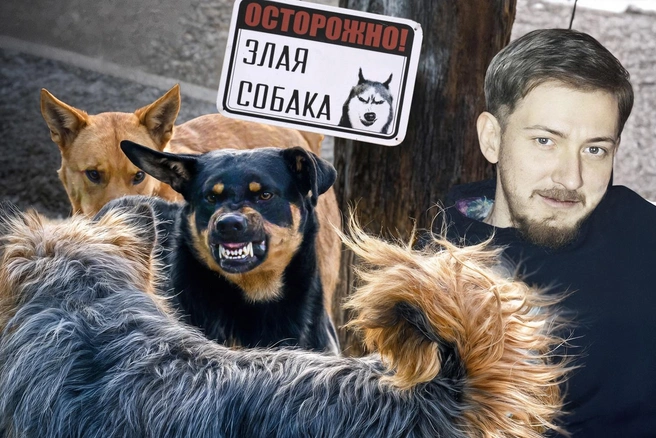 Иван считает, что стал жертвой навязчивого внимания и угроз от женщин, после того как написал об опасности бродячих собак | Источник: коллаж Юрий Скулыбердин
