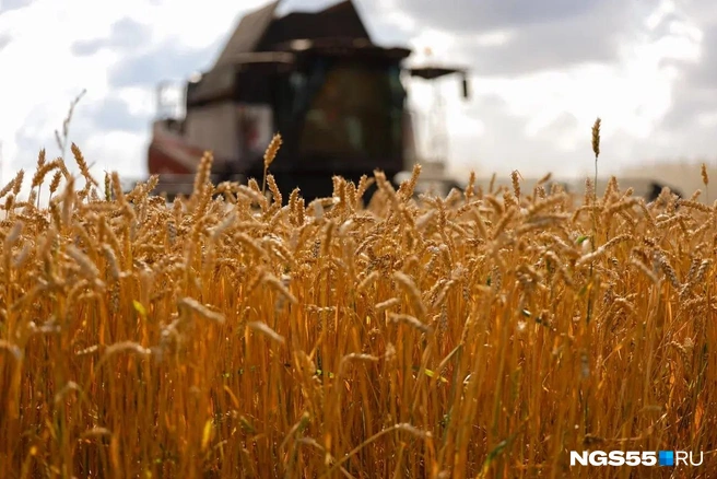 Выращивать пшеницу в больших количествах стало невыгодно  | Источник: Евгений Софийчук / NGS55.RU 