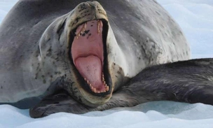 Носят с собой мертвых детенышей 20 дней: почему самки тюленей заботятся о погибшем потомстве
