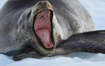 Носят с собой мертвых детенышей 20 дней: почему самки тюленей заботятся о погибшем потомстве