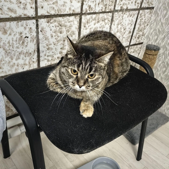 Им не пережить зиму. Наследство от экс-жильца губит приют для кошек | www.fontanka.ru