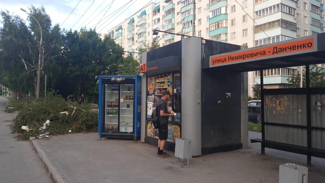Деревья стояли несколько десятков лет | Источник: Предоставила читательница Евгения
