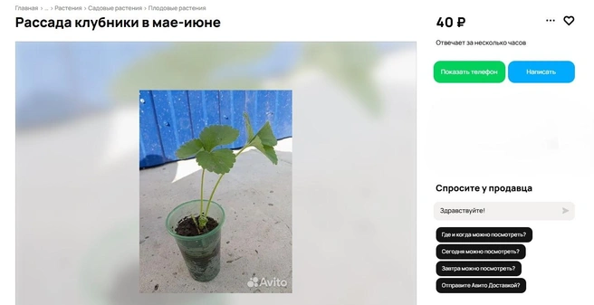 Источник: Avito.ru