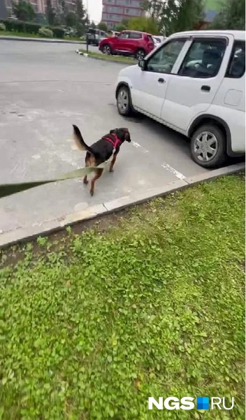 На прогулках Кубик продолжал задирать других собак | Источник: Настасья Медведева / NGS.RU