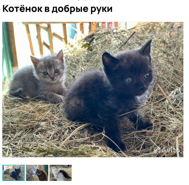 Кошечки могут стать хорошими хищницами | Источник: Аvito.ru