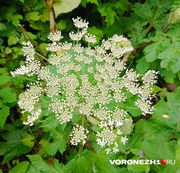Источник: читательница Voronezh1.ru