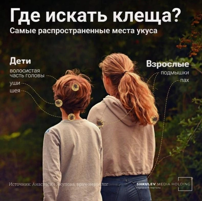 У взрослых клеща нужно искать на паху и подмышках, а у детей — на волосистой части головы, ушах и шее | Источник: Виталий Калистратов / Городские медиа