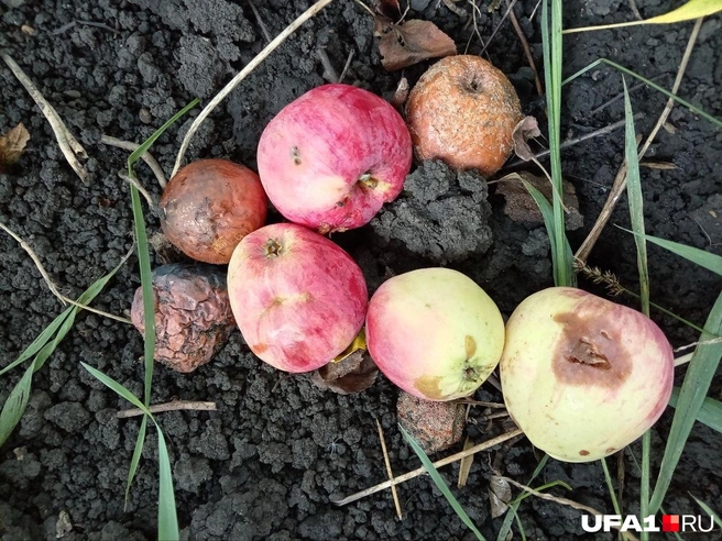 Падалица — очень ценный продукт: она напитана пектином | Источник: Ирина Sadi