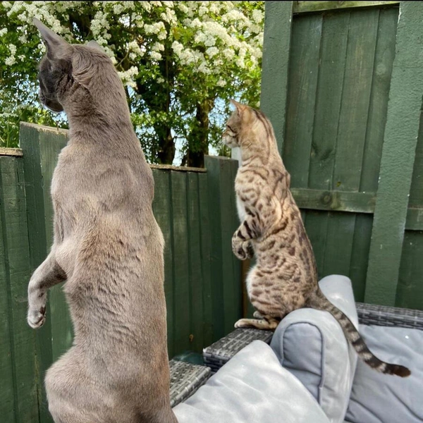 Источник: Comedy Pet Photography Awards