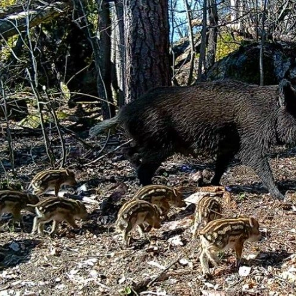 Многодетная кабаниха попала в объектив фотоловушки под Приозерском. Следом бежали восемь полосатиков | Источник: Каждой твари по паре | Павел Глазков