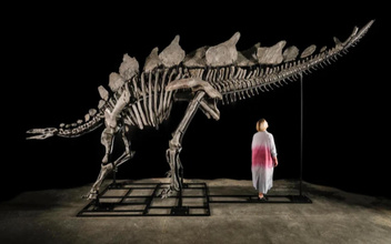 Возраст останков более 150 миллионов лет: скелет стегозавра был продан на аукционе за баснословные деньги