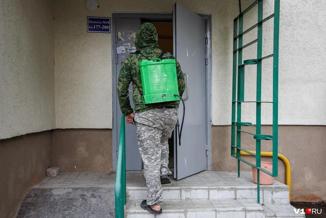 Горожане уверены, в 2025 году тараканы захватили Волгоград | Источник: Алексей Волхонский / V1.RU
