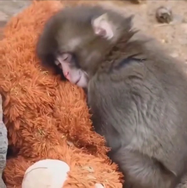 История может заставить вас всплакнуть | www.starhit.ru